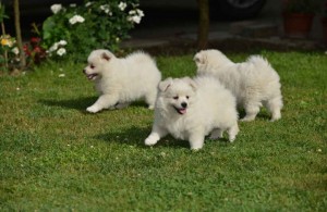 /b_images/thumb_3019526_danka1.jpg