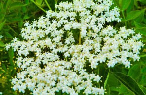 /b_images/thumb_3026142_zova.jpg