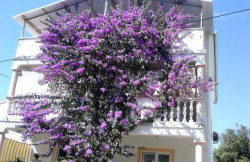 /c_images/thumb_1280135_2_Villa_Jadranka_Pakostane_dc36c6ca9a9f.jpg