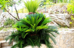 /c_images/thumb_1394169_2_Apartman_Makarska__149cf3669a7a.jpg