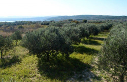 /c_images/thumb_2399005_1_1.-sibenik-donje-polje-maslinik-950x713.jpg