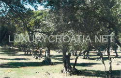 /c_images/thumb_2828103_4_and-big-plot-of-land-on-island-Sipan-Dubrovnik-3-Kopiraj.jpg