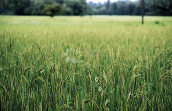 /c_images/thumb_2935809_2_1673948634_agricultural-land.jpg