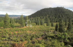 /c_images/thumb_2994040_1_1680691330_reforestation_southern_oregon.jpg