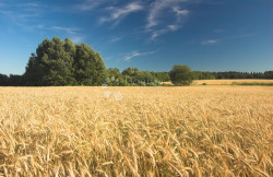 /c_images/thumb_3391327_1_1727277467_dry-wheat.jpg