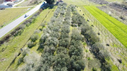 /c_images/thumb_3507707_1_1753006344_baljakica.jpg