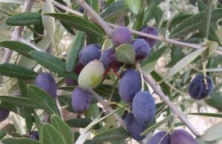 /c_images/thumb_3555654_1_384239_graines-olivier-olea-europaea-mediterraneen-seeds.jpg