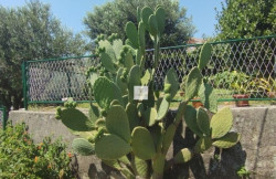 /c_images/thumb_3556876_1_gency-crassula-img--c14-h-1607-photo-2024-07-16-12-36-40.jpg