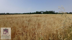 /c_images/thumb_3602238_4_vadratobrenovac-img-s8nd4ptxeh-photo-2025-07-02-09-37-01.jpg