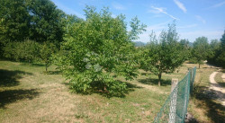 /c_images/thumb_3608479_3_1752225589_slika-ankica-3.jpeg