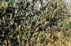 /c_images/thumb_3608856_1_1752319440_4ffb414f-45a1-4e12-9765-8bb338080186.jpeg