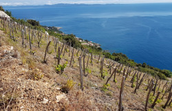 /c_images/thumb_3613233_1_Croatia-Peljesac-Dingac-vineyard-land-for-sale-12-1.jpg