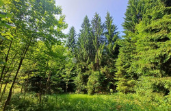 /c_images/thumb_3615145_1_1753167193_kupjak3.jpeg