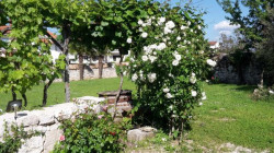 /c_images/thumb_3619616_2__Gracia_0bf6c28dbf03.jpg