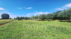 /c_images/thumb_3638576_2_3d247ca329e18933150be560496da022660e8b79.jpg