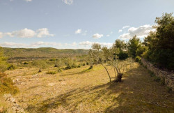 /c_images/thumb_3649416_1_1.-Maslinik-u-Tribunju-prodaja-950x633.jpg