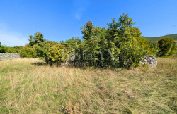 /c_images/thumb_3669432_4_1759748657_smokvica-krmpotska-zemljiste-7.jpg
