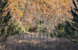 /c_images/thumb_3672646_3_482f19c7067c5066683f47b22a71fa13cf9ca302.jpg
