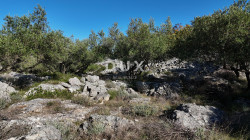 /c_images/thumb_3680004_3_1760899731_maslinik-4.jpg