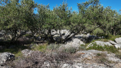 /c_images/thumb_3680004_4_1760899756_maslinik-5.jpg