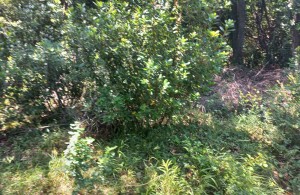 thumb_2305968_img-54592036fd99fa6c48c1ff9a0c9997a7-v.jpg