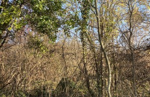 thumb_2463360_img-2717.jpg