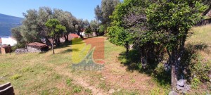 thumb_2881078_happymontenegro-prelepo-zemljiste-sa-maslinikom2w.jpg