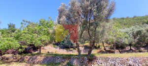 thumb_2881078_happymontenegro-prelepo-zemljiste-sa-maslinikom5w.jpg