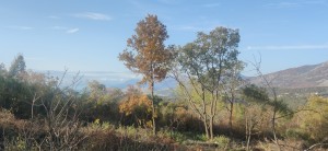 thumb_2914543_img_20221205_144723.jpg
