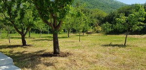 thumb_2919467_img-bb4c8a43cc9b6d0c10828c4d02439d98-v.jpg