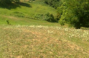 thumb_2933219_img_5893.jpg