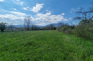 thumb_2969838_20230406_145035.jpg