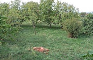 thumb_2986291_img_0569.jpg