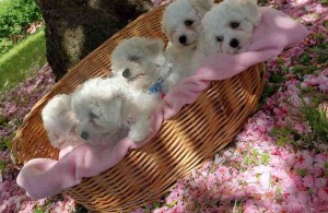 thumb_3011164_anikabisoni1.jpg
