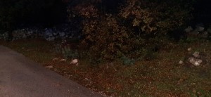 thumb_3154174_20231128_164658.jpg