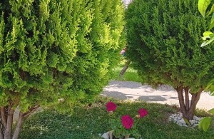 thumb_3222339_img_9203.jpeg