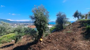 thumb_3338898_photo_2024-07-18_12-33-59.jpg