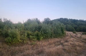 thumb_3387156_20240907_190906.jpg