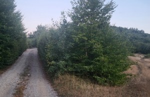 thumb_3387156_20240907_190920r.jpg