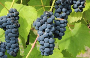 thumb_3402339_vinogra-chernyj-izabella-1-scaled.jpg