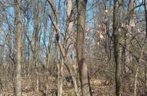 thumb_3418490_img-94048966c9098186e6483f4f330d3d4b-v.jpg