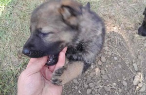 thumb_3419289_no5.jpg