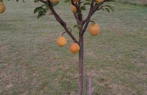thumb_3448347_received_884207567177673.jpeg