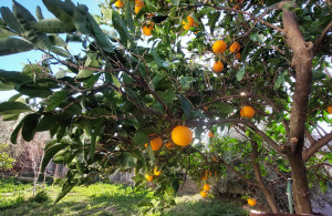 thumb_3453398_whatsapp-image-2024-12-16-at-16.55.13.jpeg