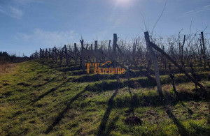 thumb_3500685_vinograd-32000-m2-slatina-1.jpg