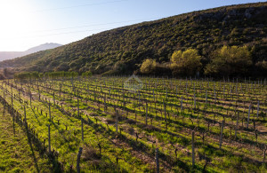 thumb_3534050_dji_20250319164524_0071_d.jpg