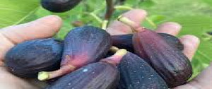 thumb_3551500_img_3767.jpeg