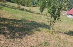 thumb_3555259_tomasevo4.jpg