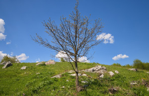 thumb_3556535_prodajem-zemljiste-plana-lipovo-05.jpg