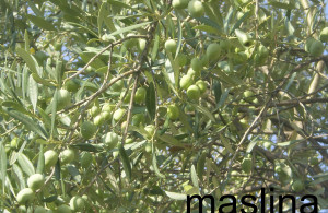 thumb_3559252_maslina.jpg